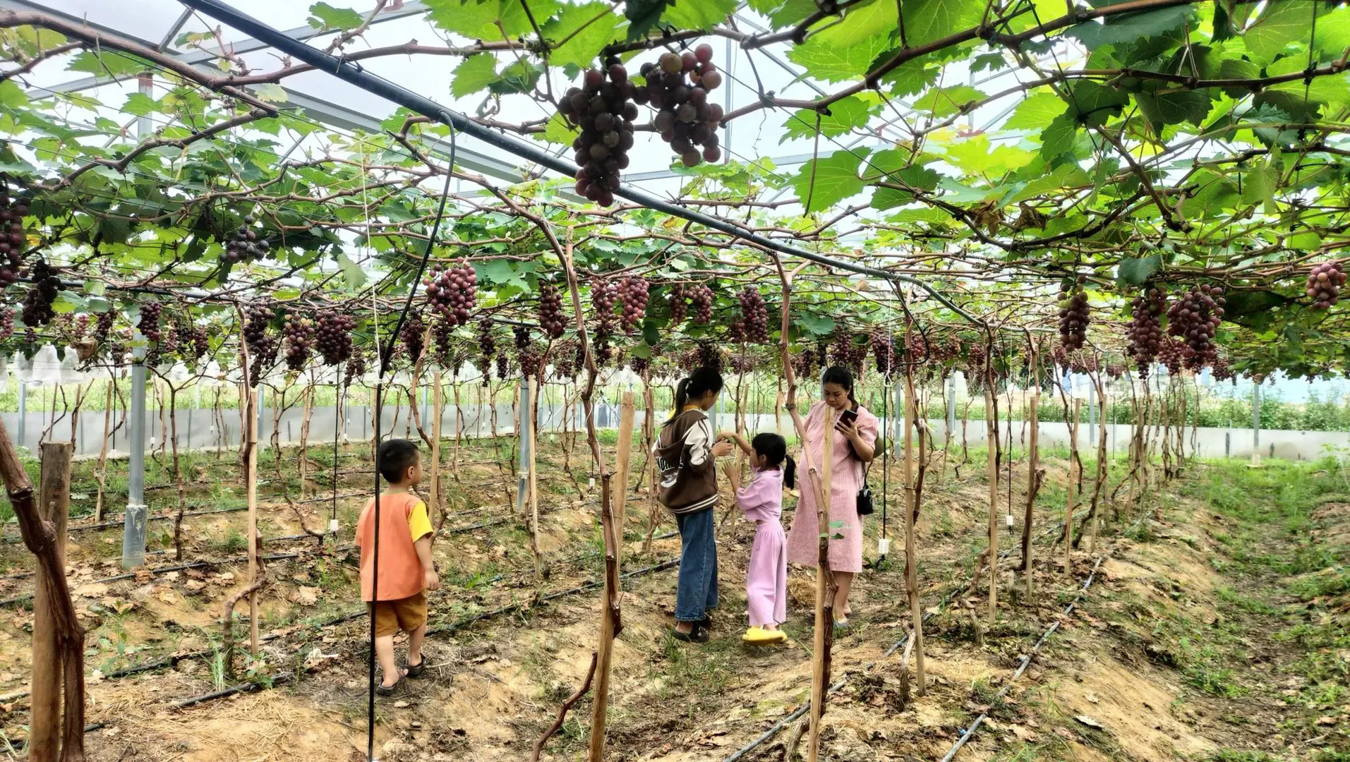 Nghệ An: nho Hạ đen bén duyên trên mảnh đất khó