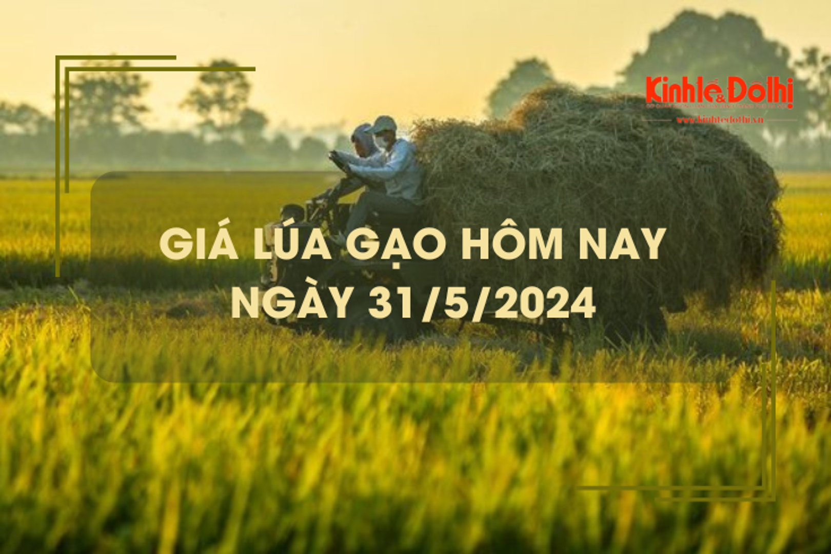 Giá lúa gạo hôm nay 31/5/2024: giá lúa giảm mạnh 