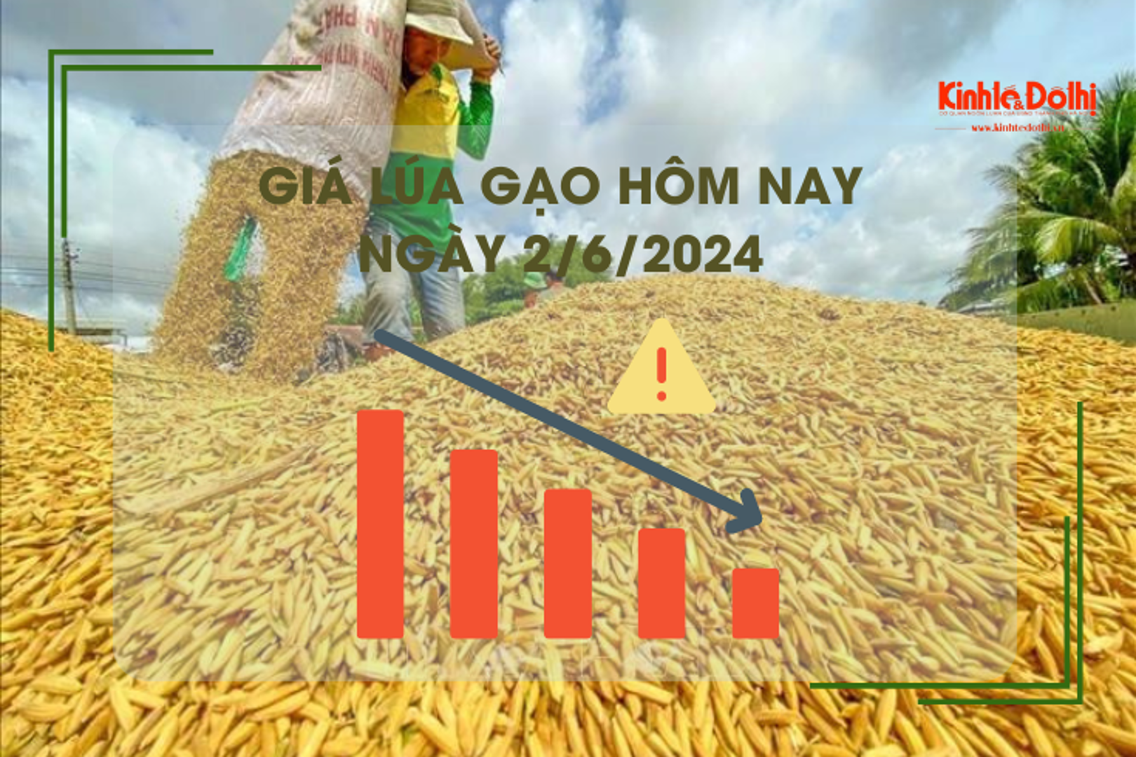 Giá lúa gạo hôm nay 2/6/2024: giá gạo giảm, giá lúa chững 