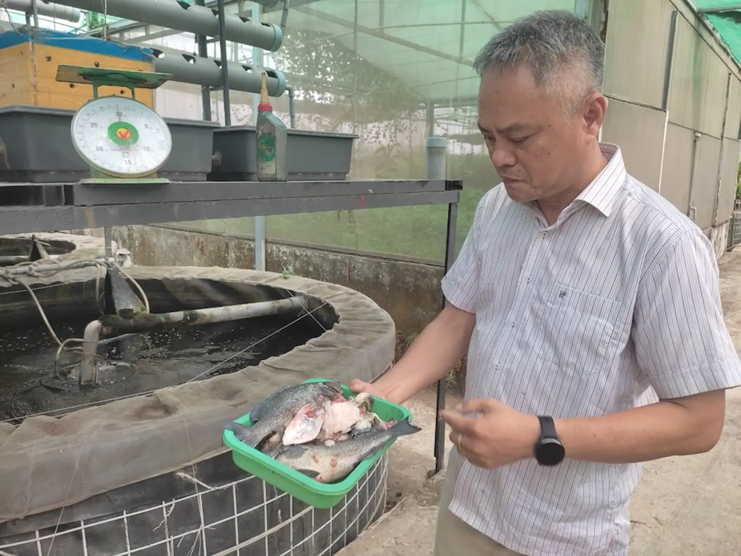 Aquaponics mô hình tiêu biểu cho nông nghiệp đô thị