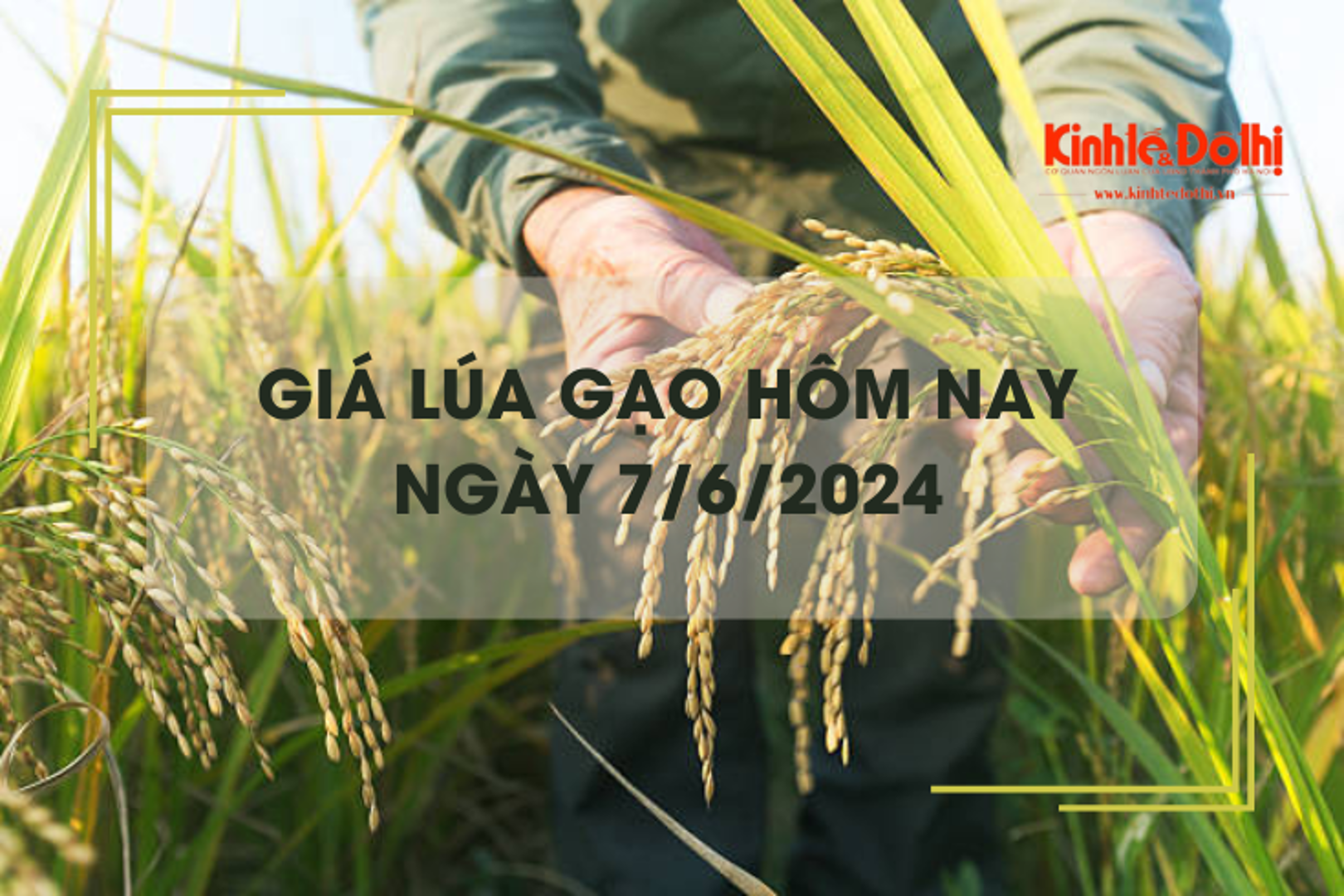 Giá lúa gạo hôm nay 7/6/2024: giá gạo xuất khẩu giảm nhẹ 