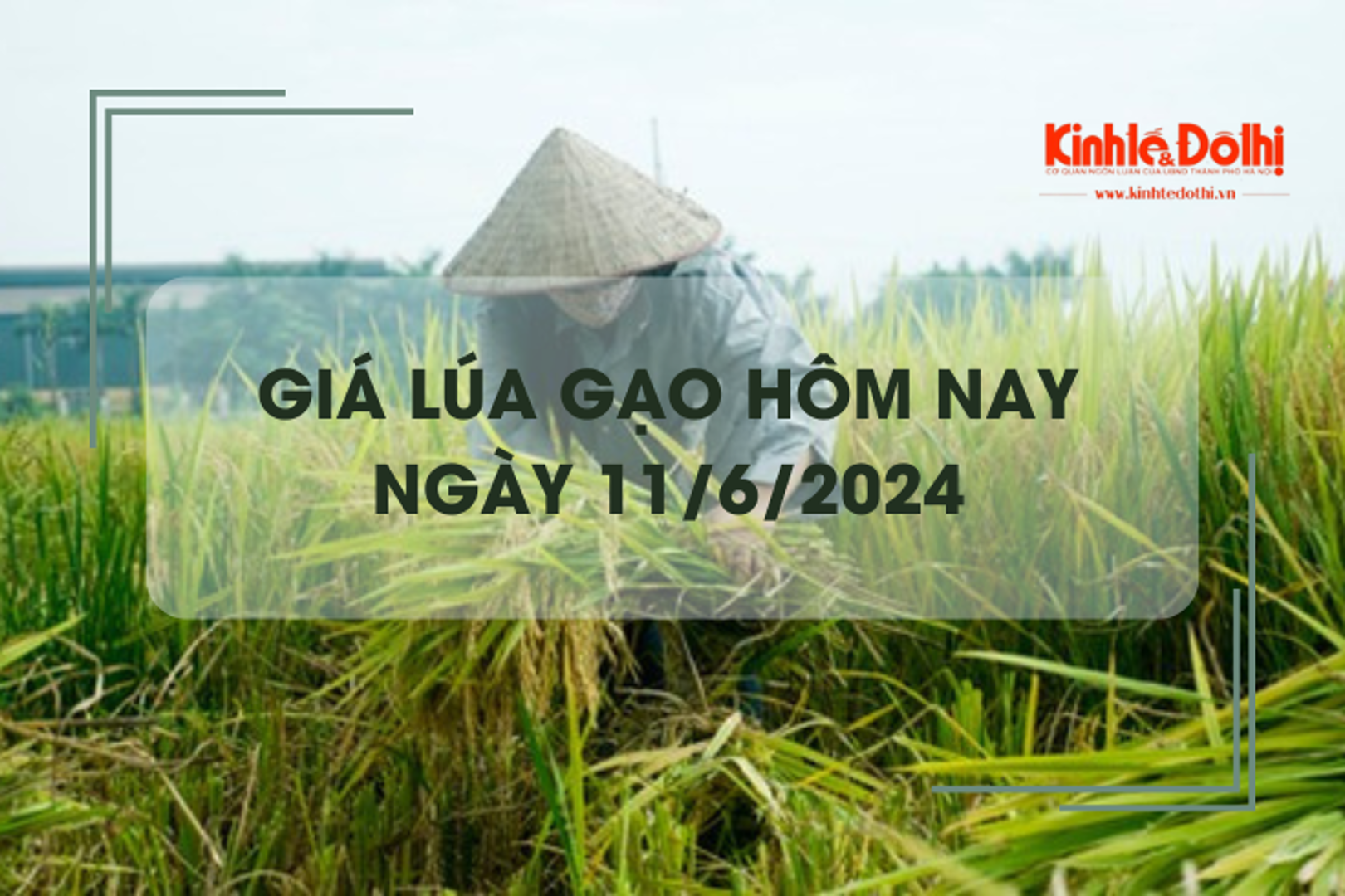 Giá lúa gạo hôm nay 11/6/2024: giá gạo giảm mạnh 