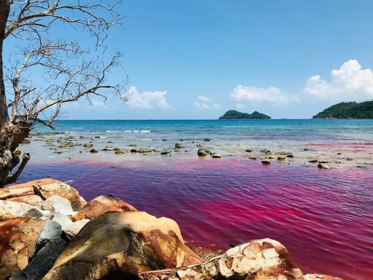 Kiên Giang: xuất hiện hiện tượng thủy triều đỏ ở vùng biển Thổ Châu