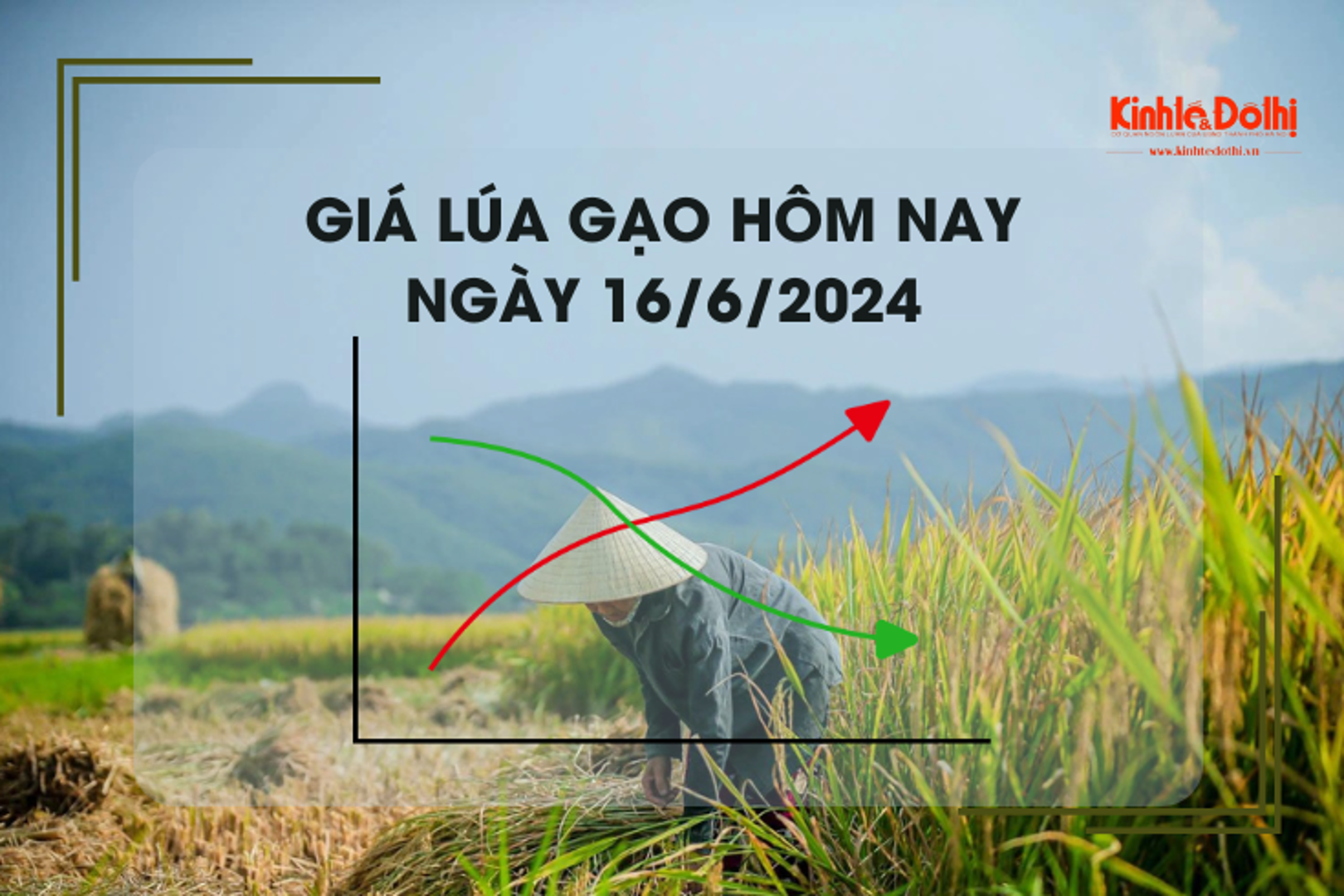 Giá lúa gạo hôm nay 16/6/2024: đồng loạt giảm nhẹ 