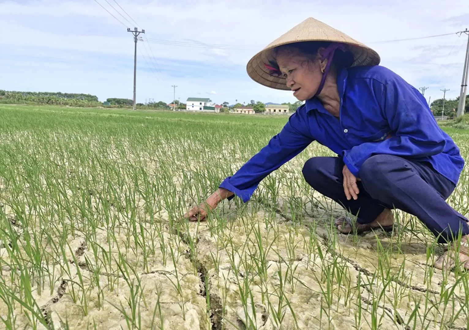 Hà Tĩnh: ứng phó với nguy cơ hạn hán trên cây trồng