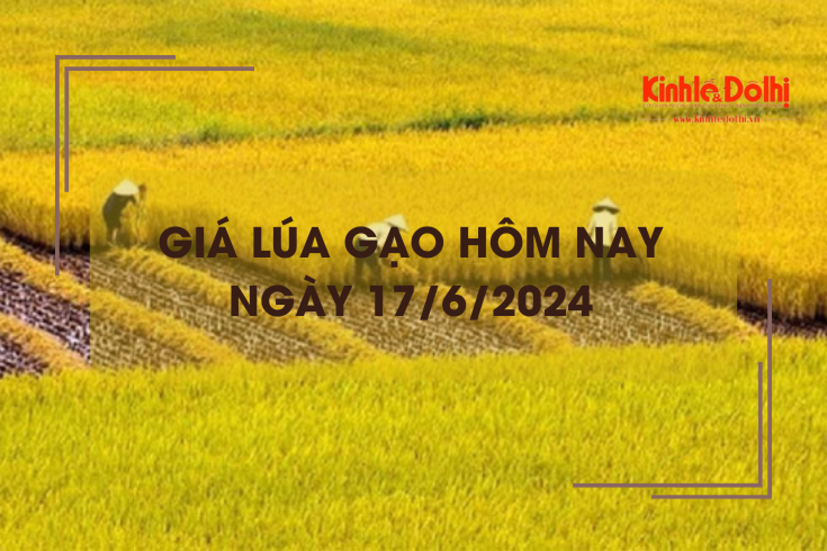 Giá lúa gạo hôm nay 17/6/2024: giá lúa quanh mốc 7.400 - 7.800 đồng/kg