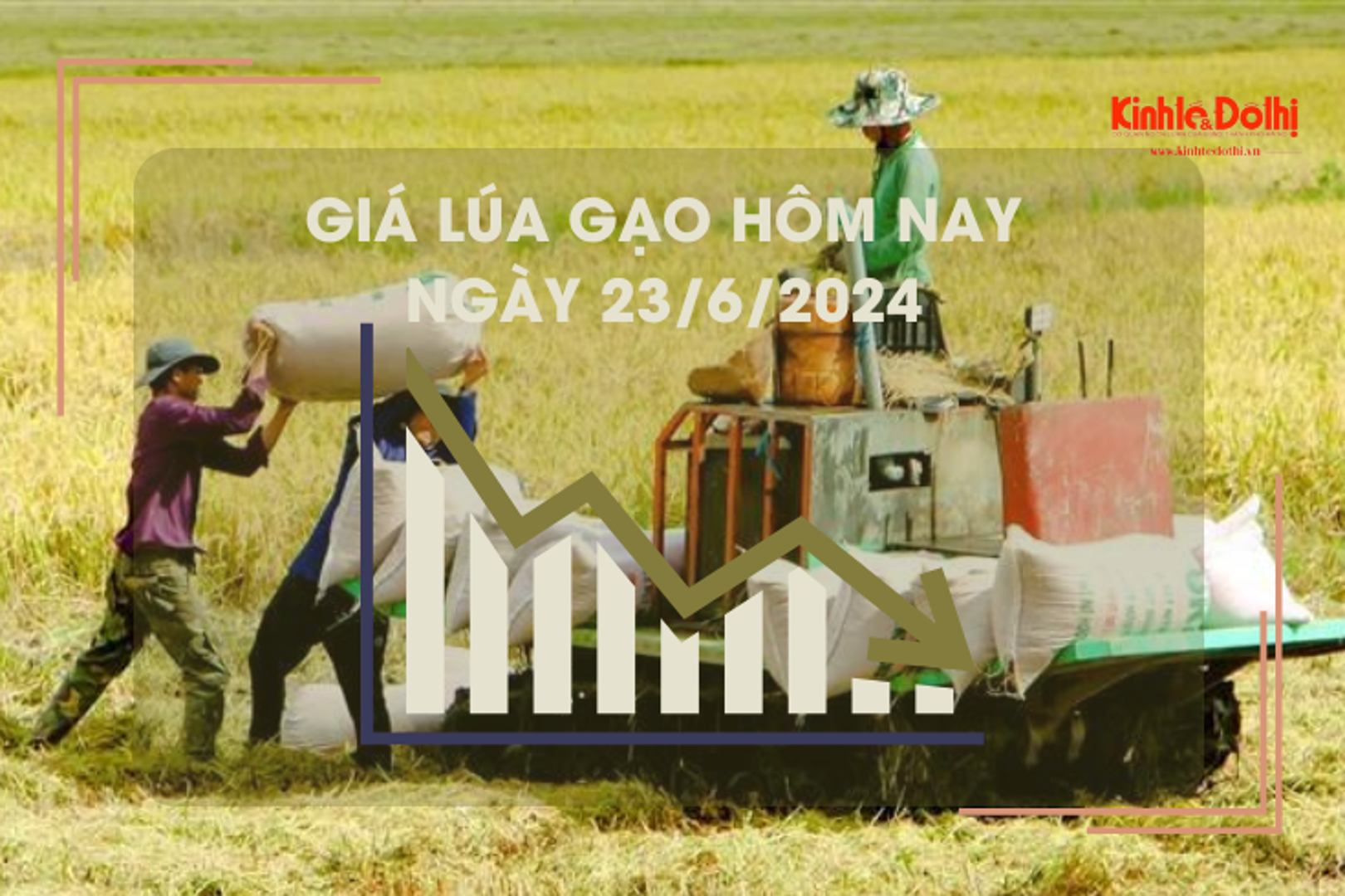 Giá lúa gạo hôm nay 23/6/2024: giá lúa quanh mốc 7.200 - 7.700 đồng/kg