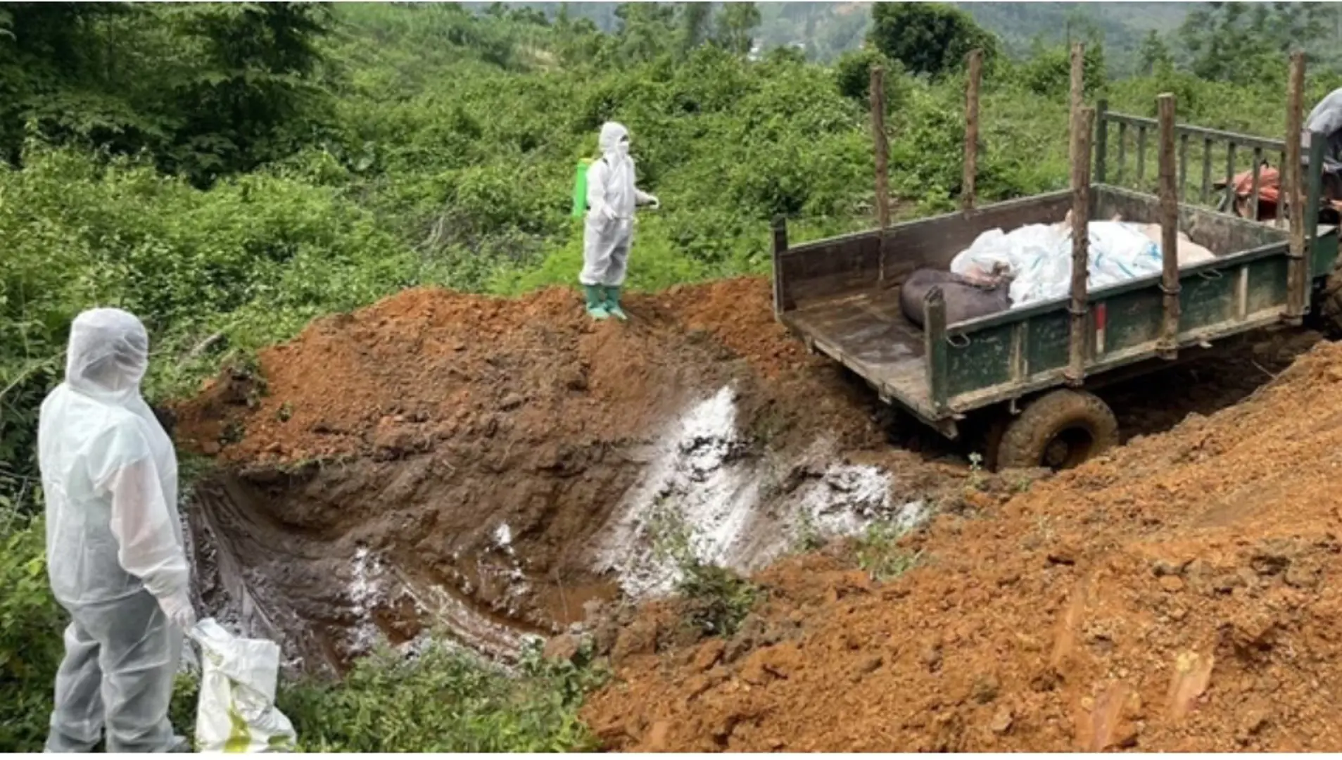 Lạng Sơn: dịch tả lợn châu Phi lan rộng tại tất cả 11 huyện, thành phố