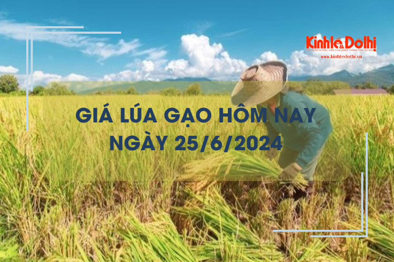 Giá lúa gạo hôm nay 25/6/2024: giá gạo tiếp tục tăng nhẹ