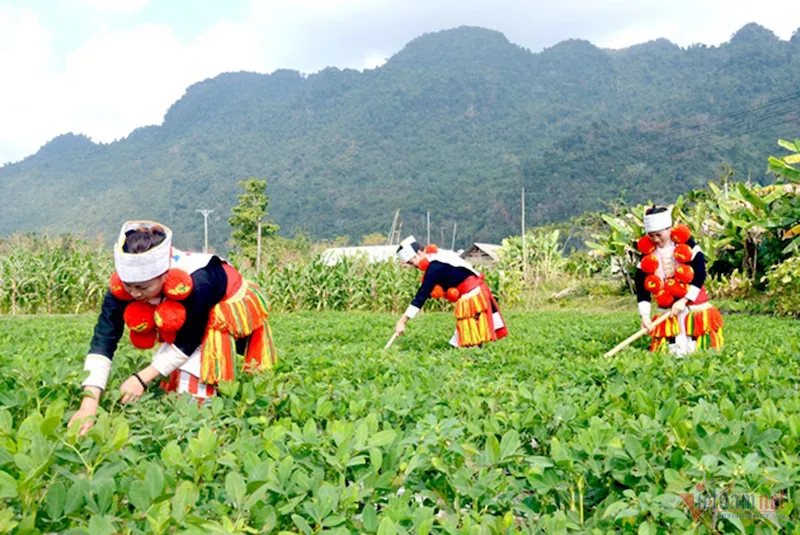 Hà Nội: điều tra thực trạng kinh tế, xã hội của dân tộc thiểu số