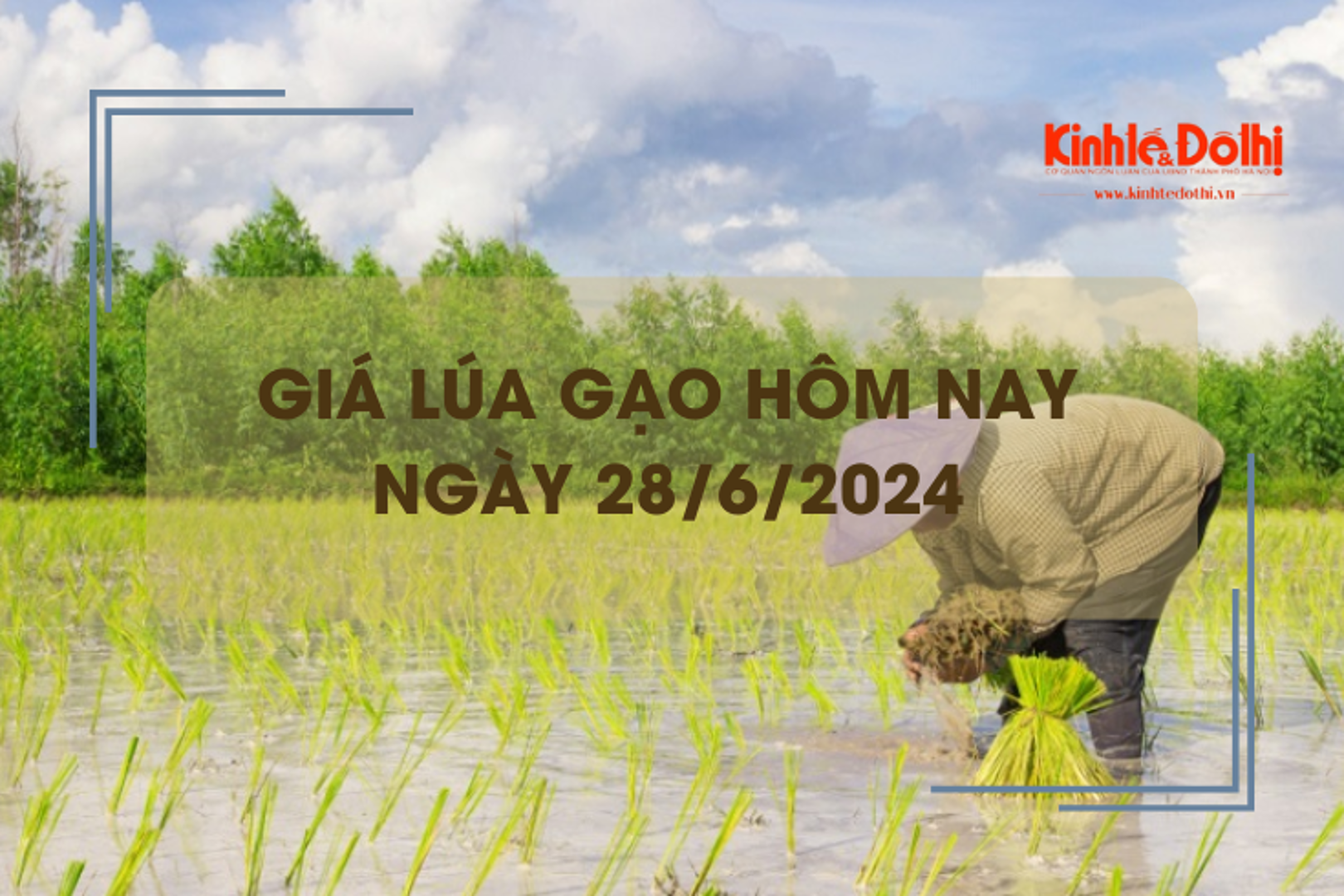 Giá lúa gạo hôm nay 28/6/2024: giá gạo giảm nhẹ 100 - 150 đồng/kg