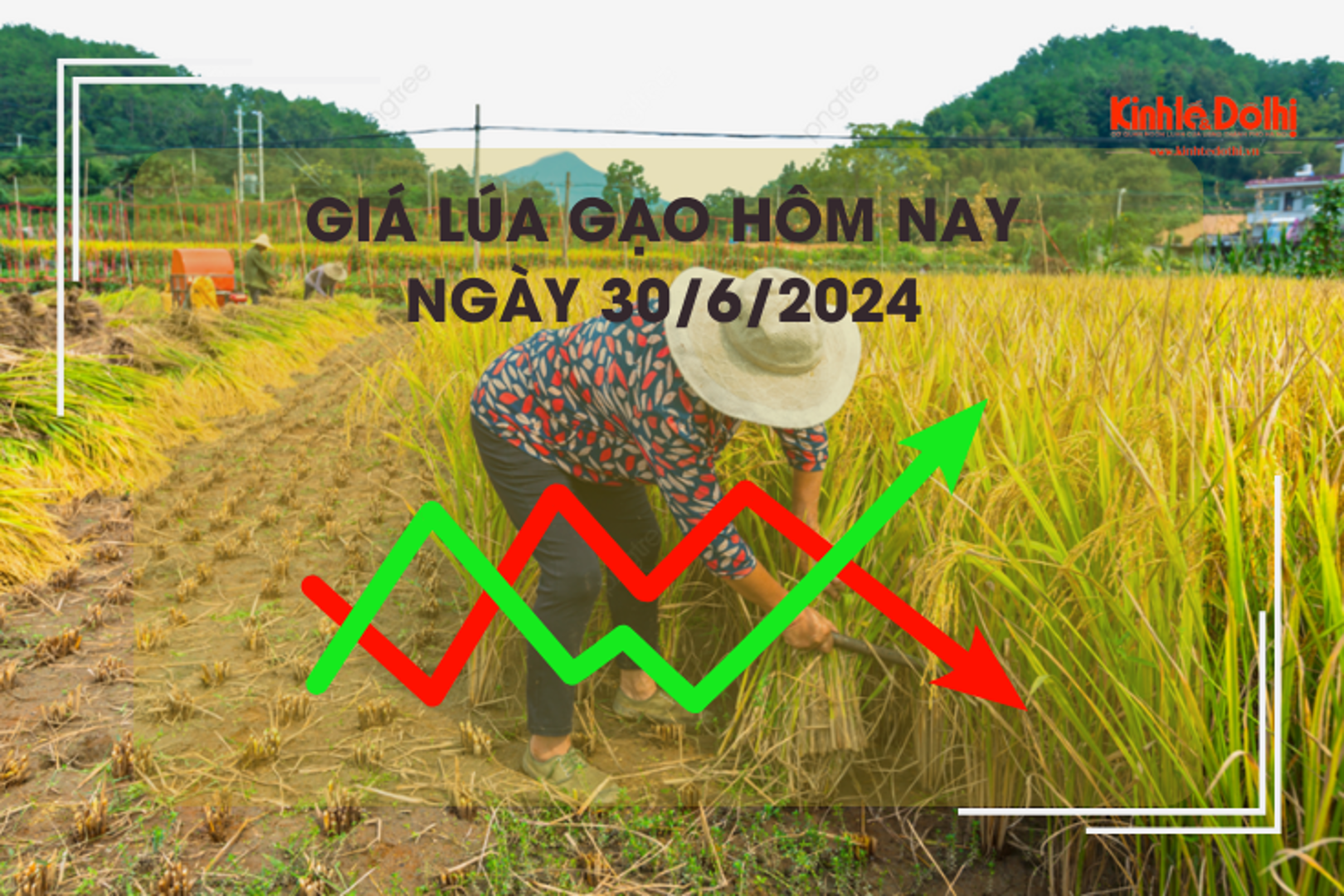 Giá lúa gạo hôm nay 30/6/2024: giá gạo giảm 100 đồng/kg 