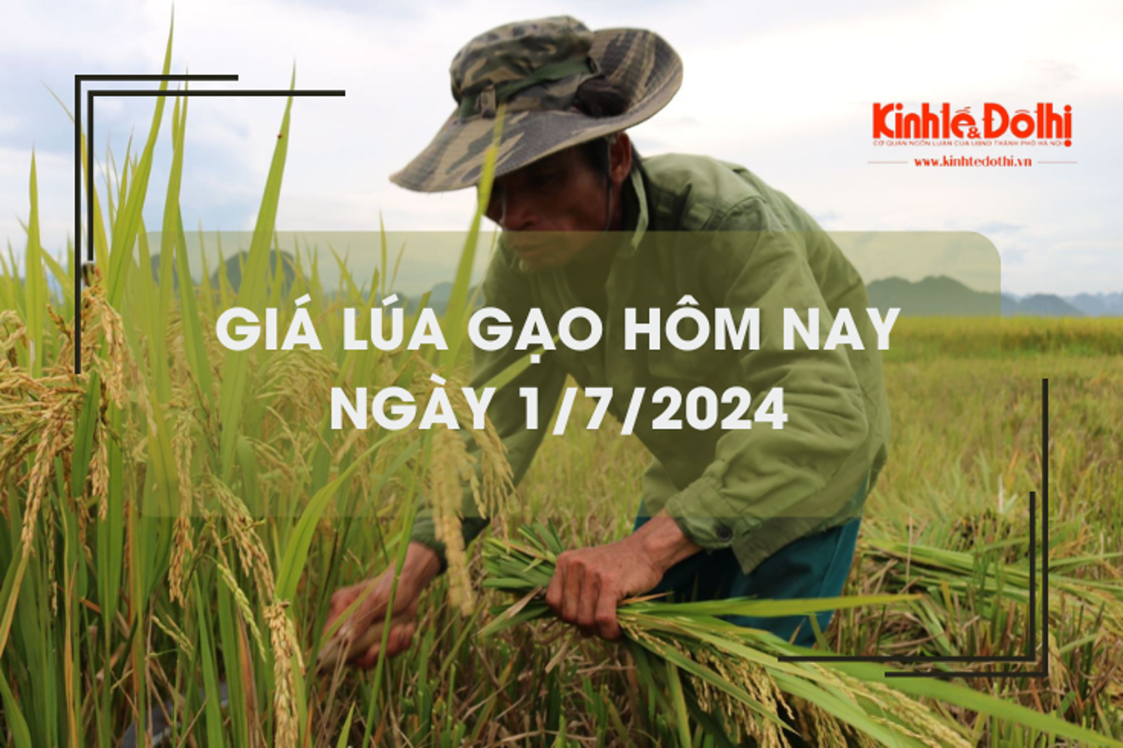 Giá lúa gạo hôm nay 1/7/2024: gạo mới đẹp sụt giảm nhẹ 100 đồng/kg