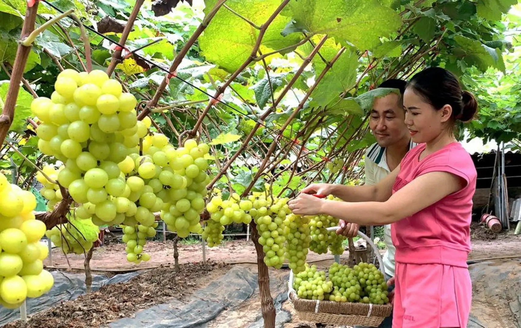 Huyện Thạch Thất triển khai hiệu quả các mô hình đảm bảo an toàn thực phẩm