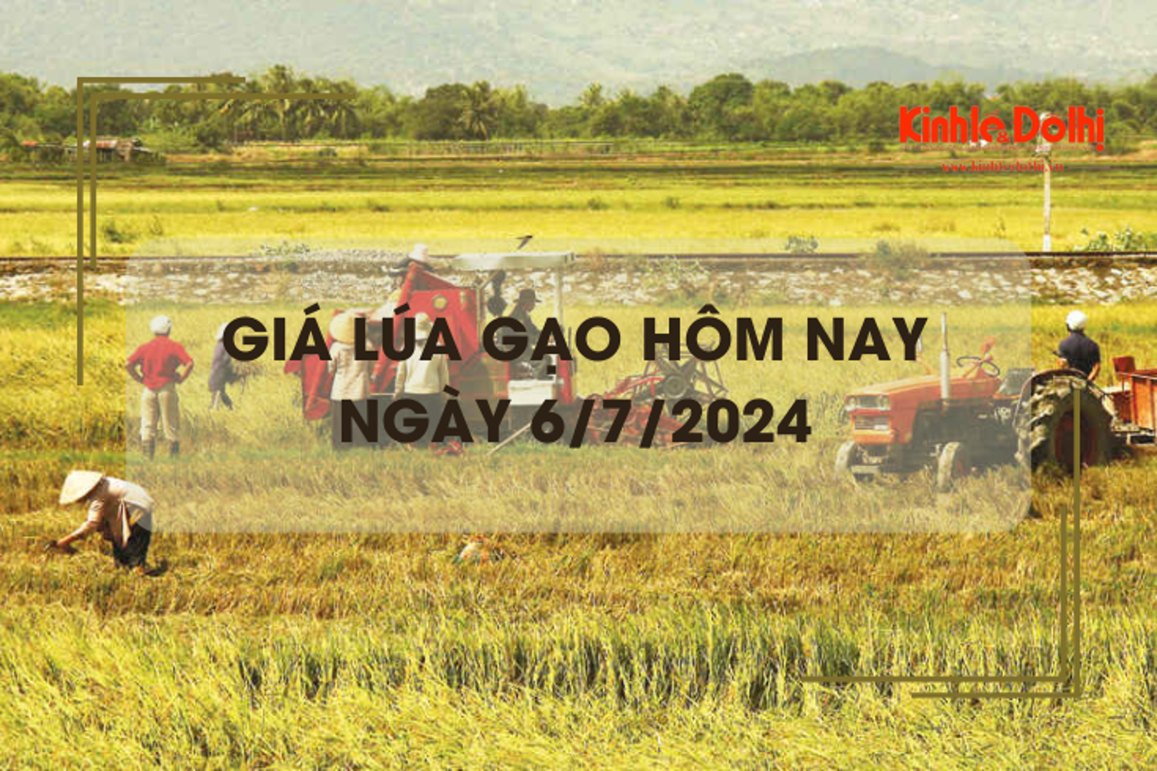 Giá lúa gạo hôm nay 6/7/2024: tăng giảm trái chiều 