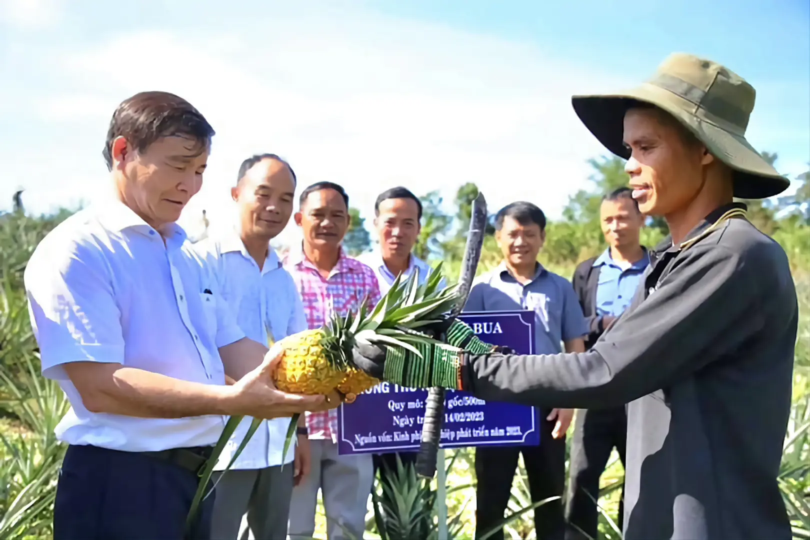 Quảng Ngãi: cây dứa mở hướng thoát nghèo 