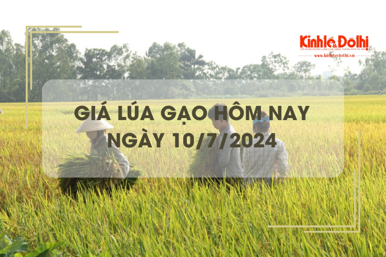 Giá lúa gạo hôm nay 10/7/2024: trong nước và gạo xuất khẩu giảm nhẹ 