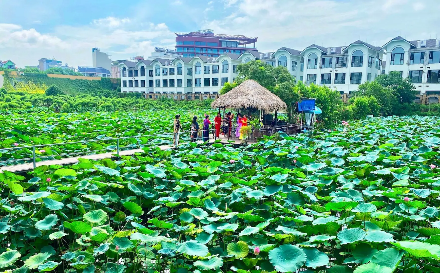 Hà Nội: khai thác chuỗi giá trị từ cây hoa sen