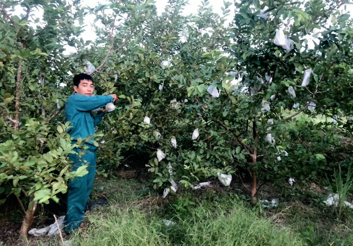 Gương sáng thanh niên vượt khó thoát nghèo