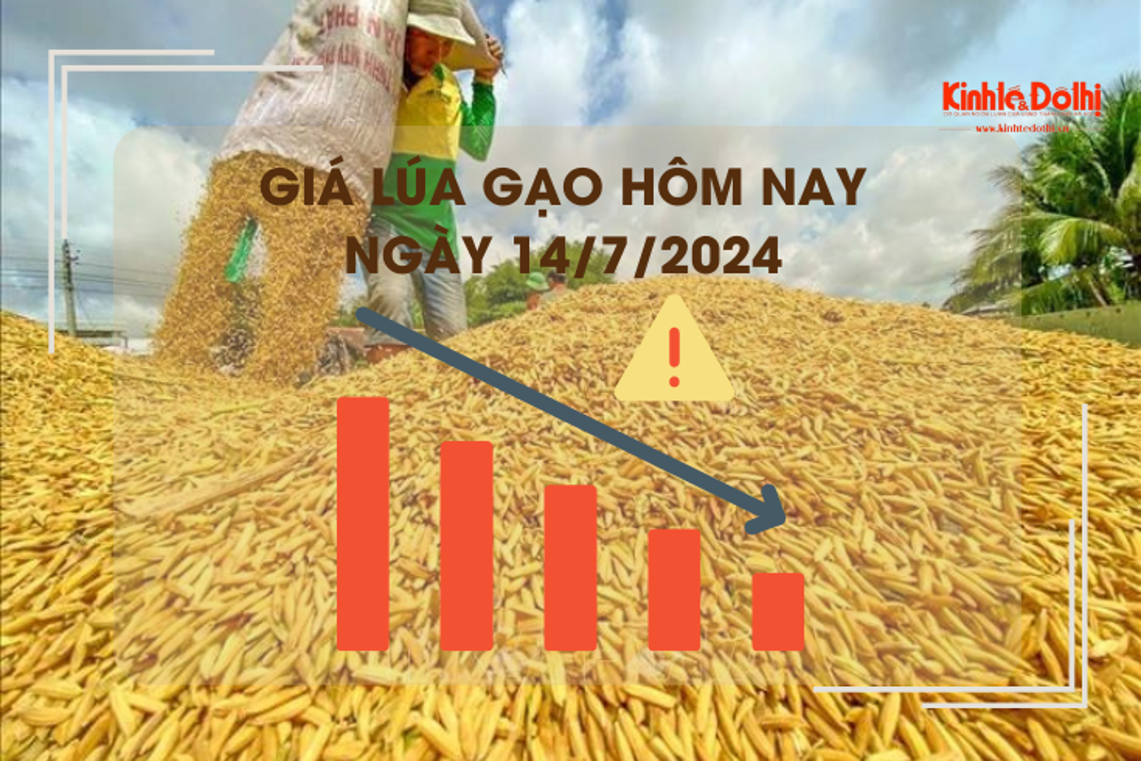 Giá lúa gạo hôm nay 14/7/2024: giá lúa giảm 200 đồng/kg 