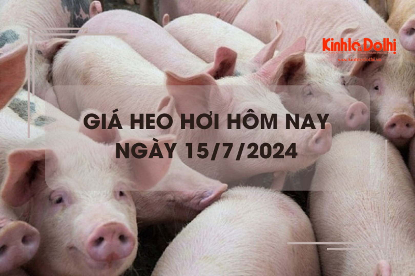 Giá heo hơi hôm nay 15/7/2024: tăng giảm trái chiều 1.000 đồng/kg