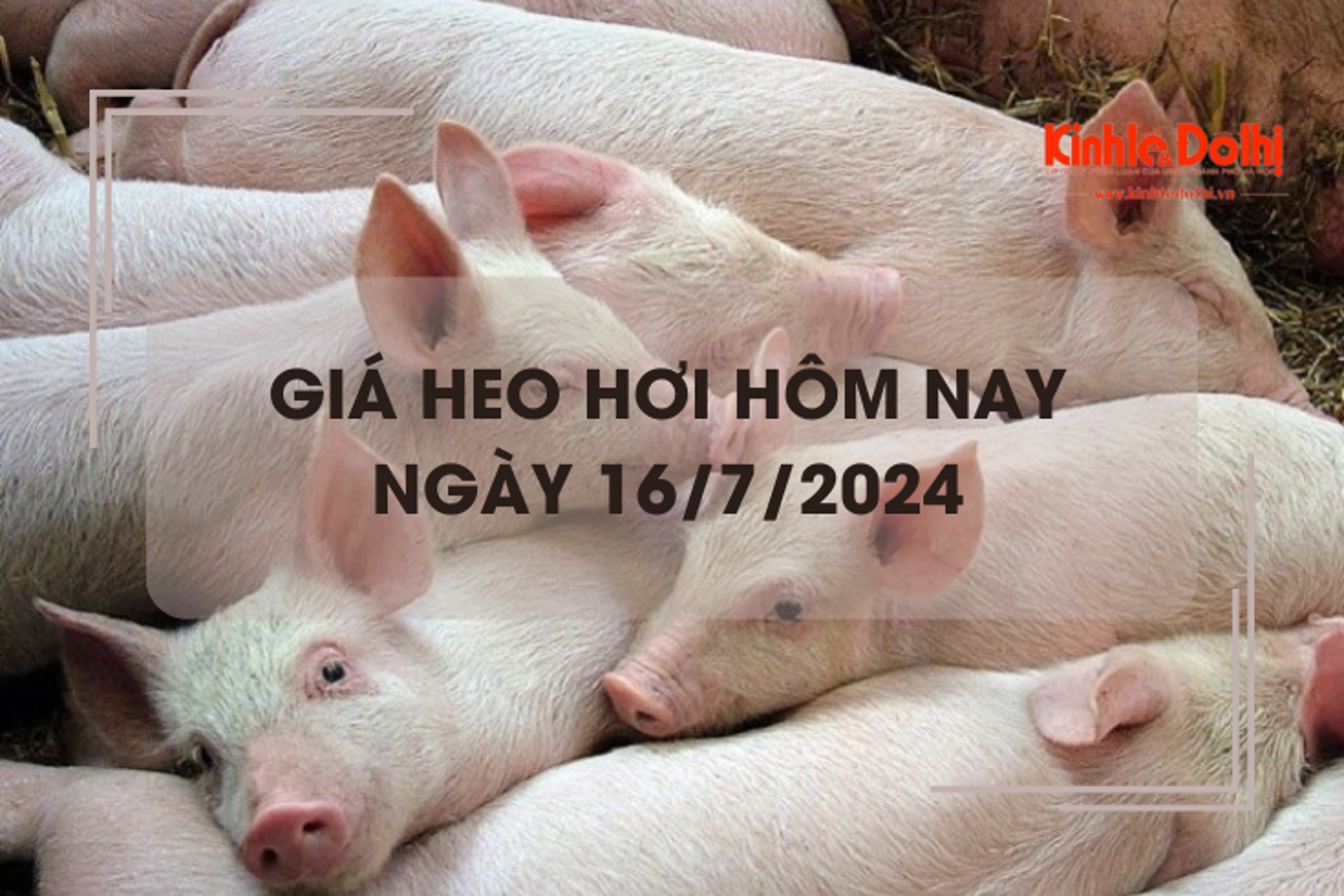 Giá heo hơi hôm nay 16/7/2024: giảm 1.000 - 2.000 đồng/kg trên cả 3 miền