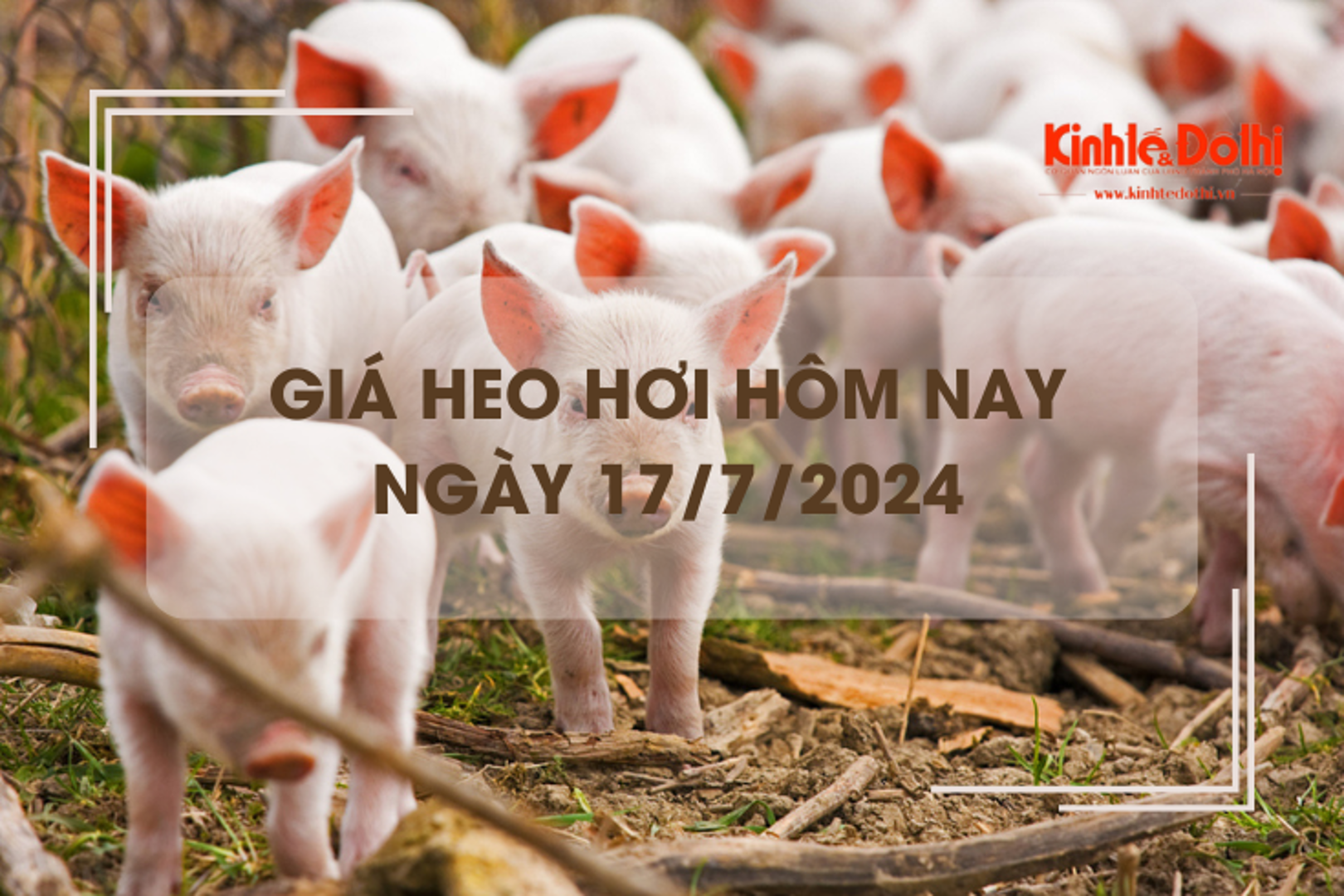 Giá heo hơi hôm nay 17/7/2024: tiếp tục giảm 1.000 - 2.000 đồng/kg