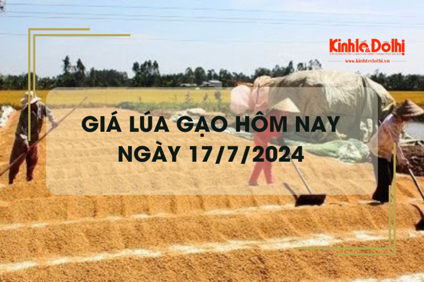 Giá lúa gạo hôm nay 17/7/2024: giá gạo xuất khẩu giảm 