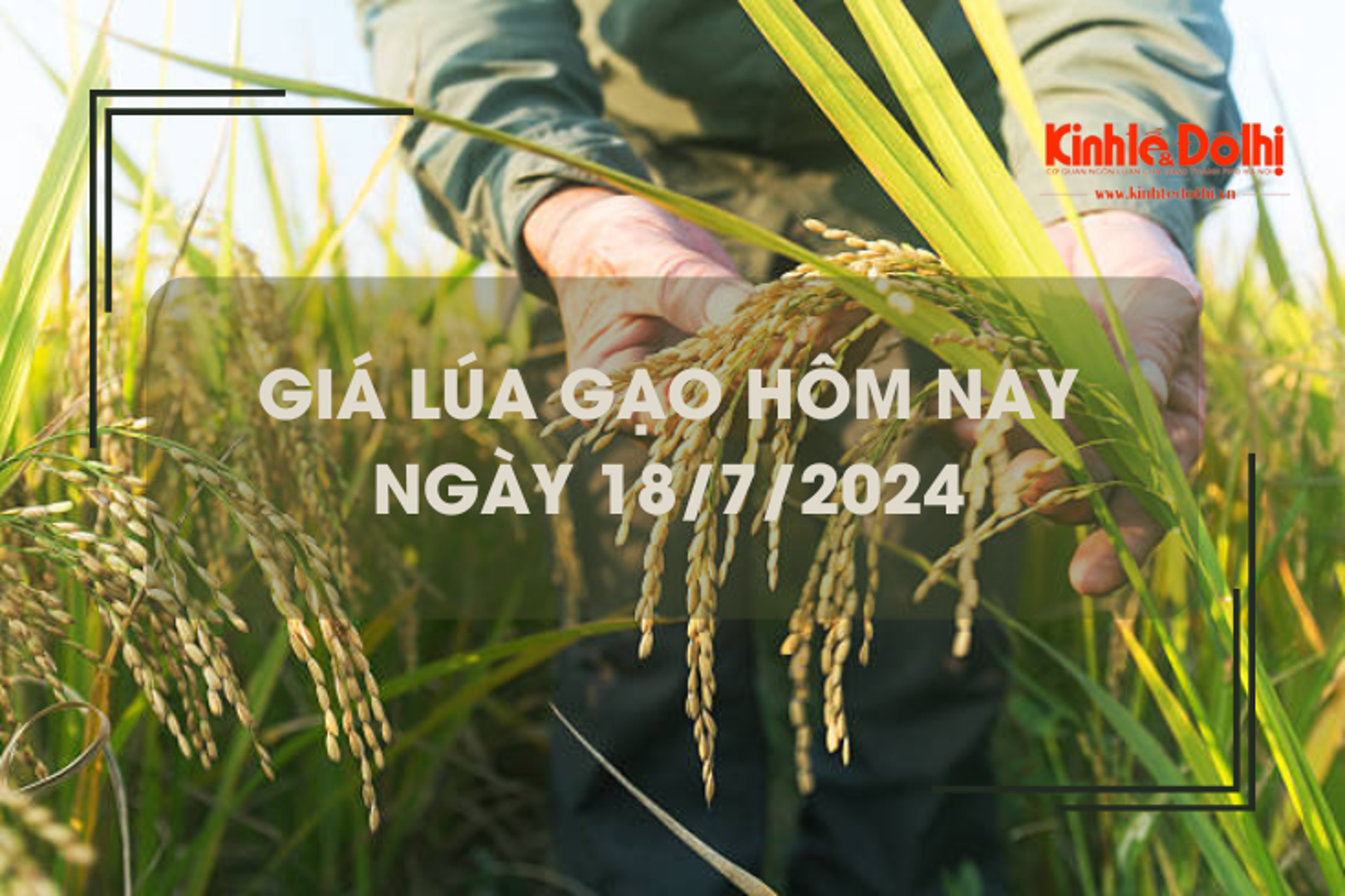 Giá lúa gạo hôm nay 18/7/2024: giá gạo tăng giảm trái chiều từ 100 - 150 đồng/kg 