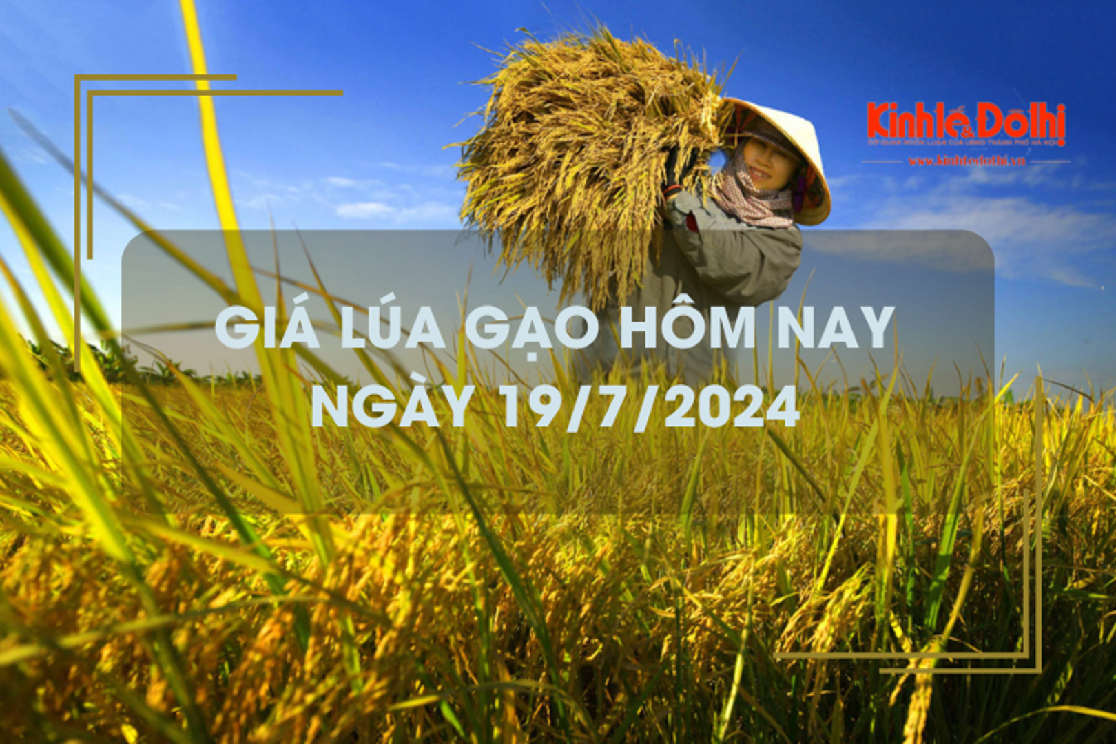 Giá lúa gạo hôm nay 19/7/2024: giá gạo tăng giảm trái chiều