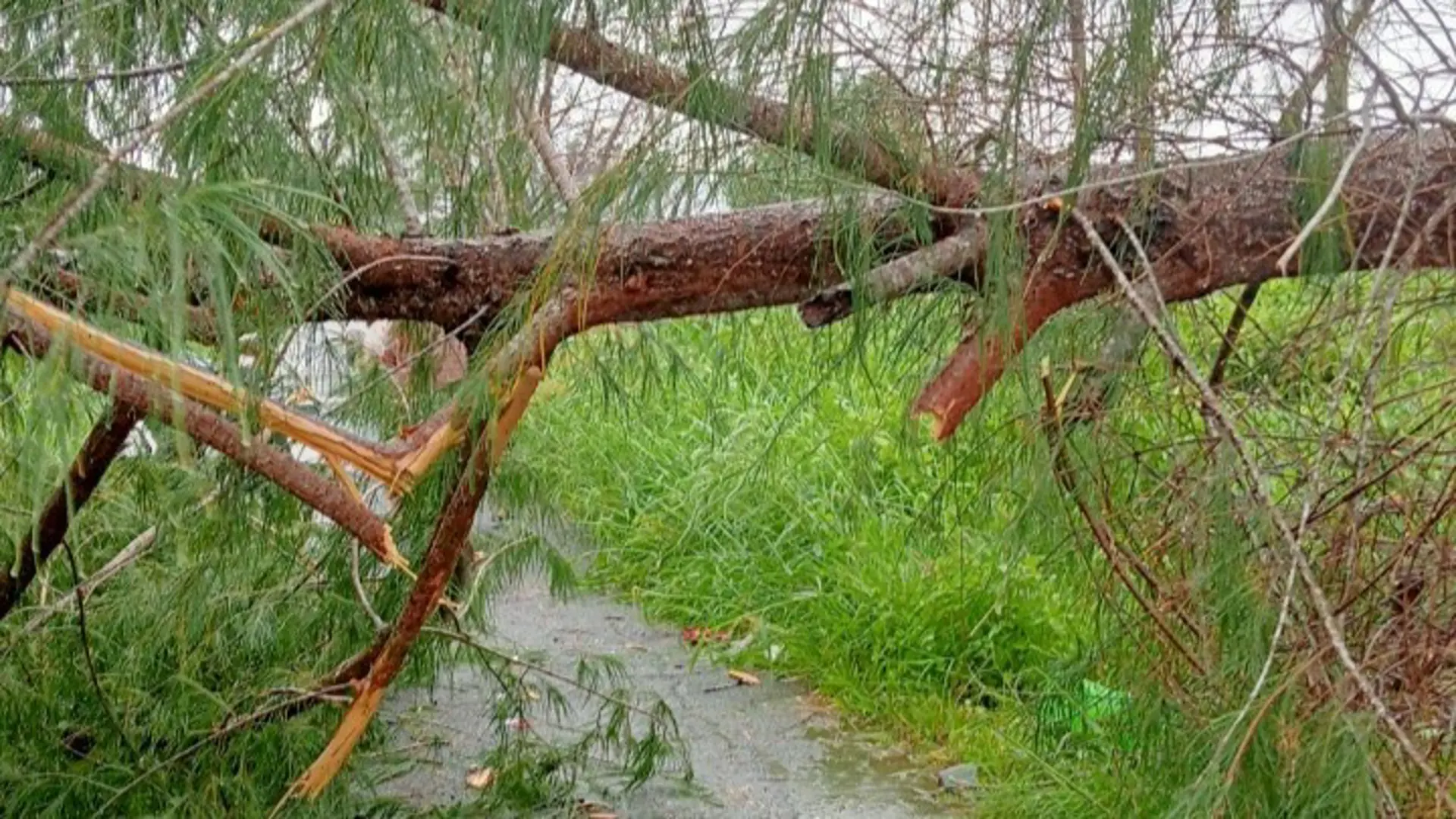 Bạc Liêu: cây lại ngã đè trúng người đi đường gây trọng thương