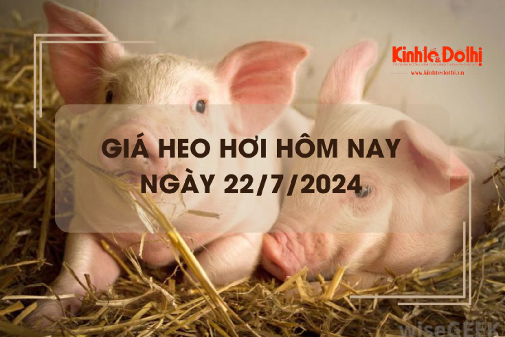 Giá heo hơi hôm nay 22/7/2024: lặng sóng ngày đầu tuần