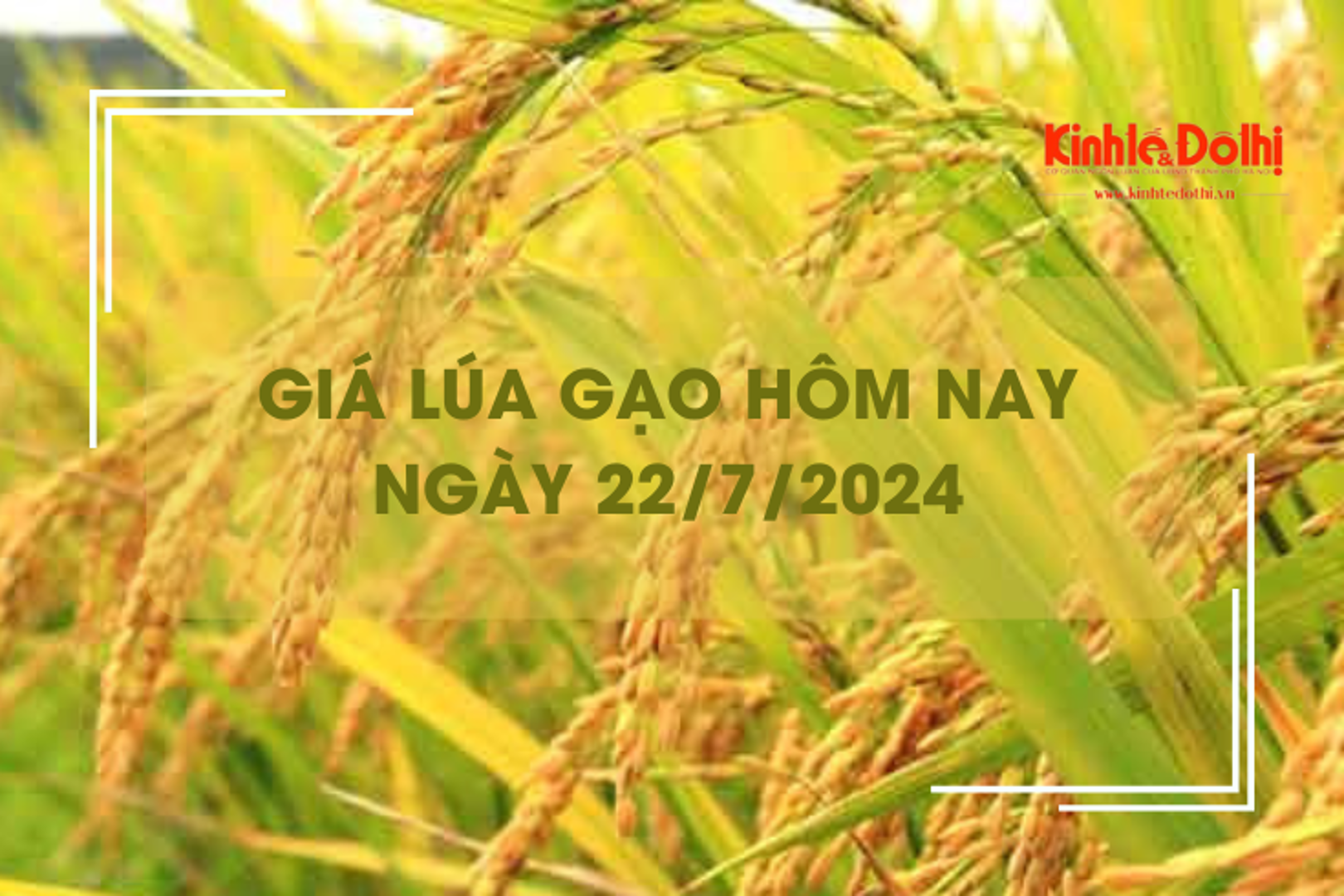 Giá lúa gạo hôm nay 22/7/2024: giá gạo xuất khẩu neo ở mức thấp