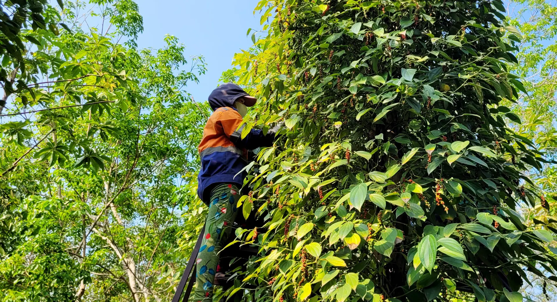 Giá tiêu hôm nay 22/7: chờ đợi cú hích giúp thị trường tăng cuối tháng 7/2024