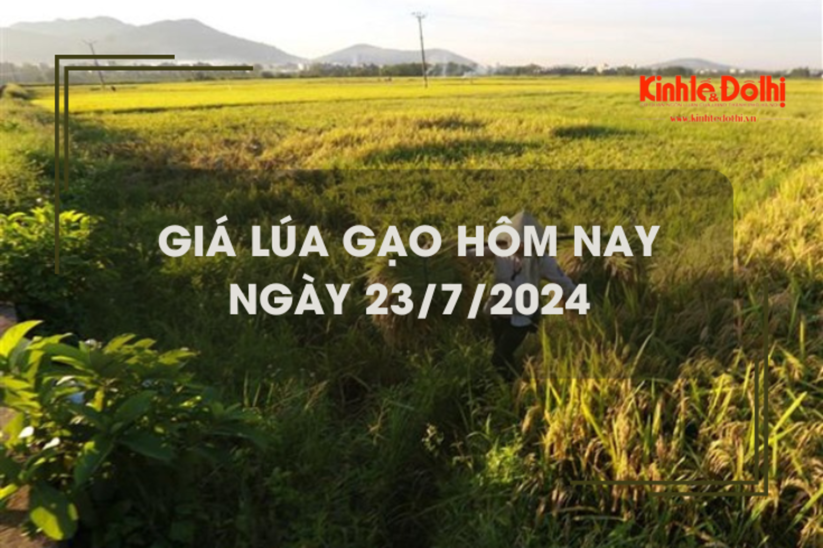 Giá lúa gạo hôm nay 23/7/2024: giá gạo tăng 50 đồng/kg 