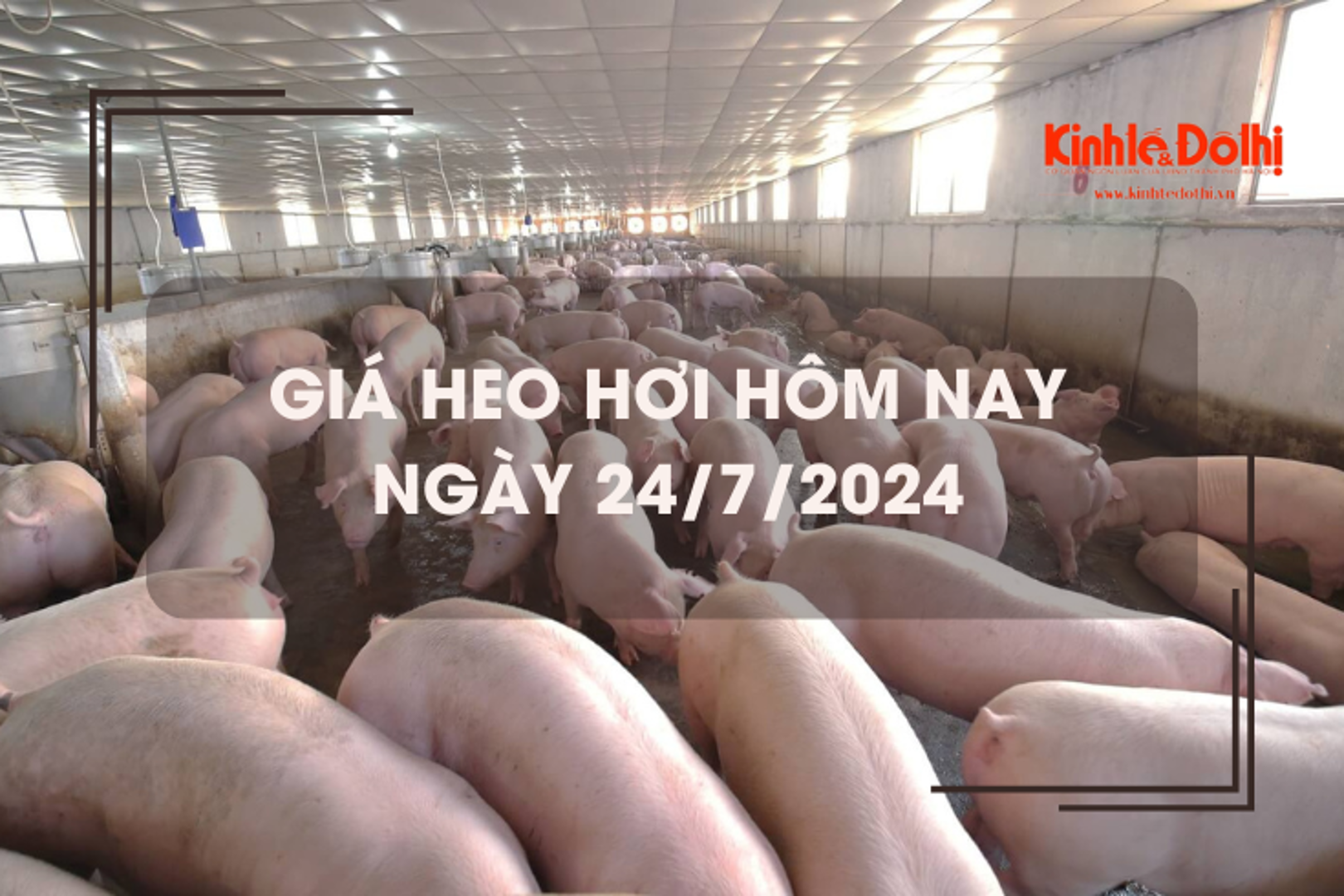 Giá heo hơi hôm nay 24/7/2024: miền Nam tăng nhẹ 1.000 đồng/kg