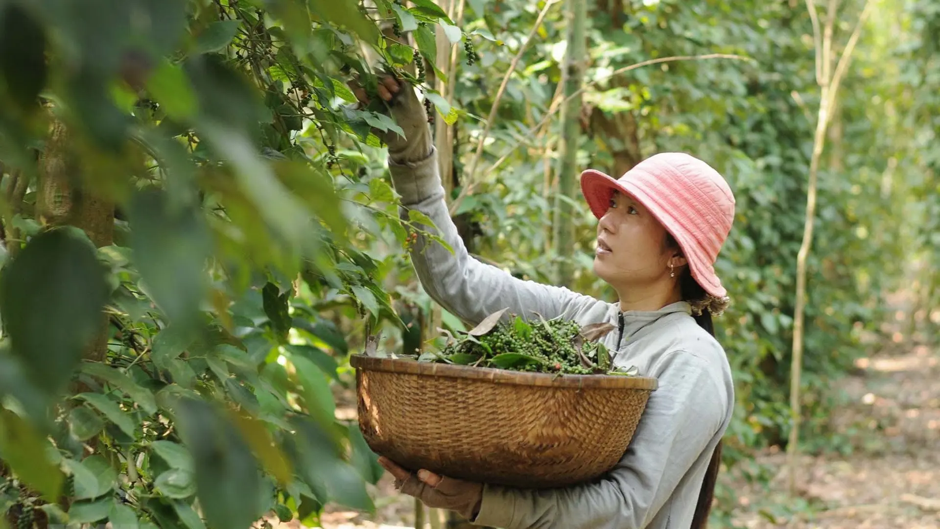 Giá tiêu hôm nay 25/7: nguyên nhân đẩy giá tiêu giảm ở Bà Rịa, Đắk Lắk