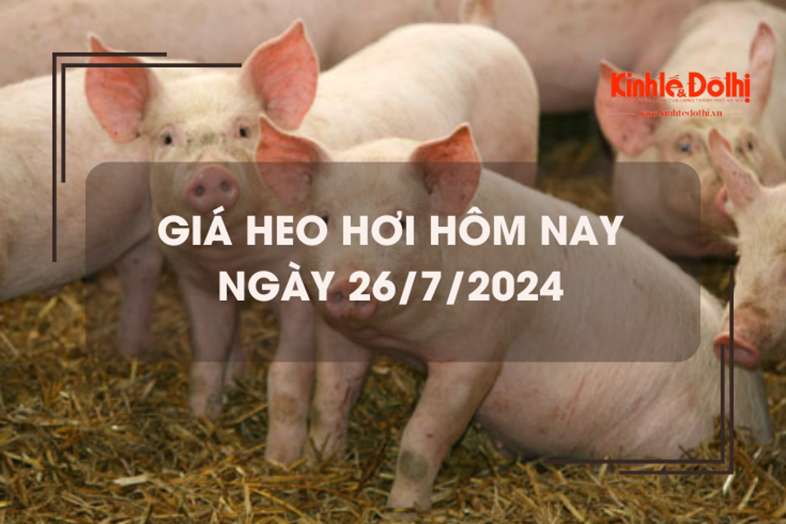 Giá heo hơi hôm nay 26/7/2024: miền Nam giảm nhẹ 1.000 đồng/kg