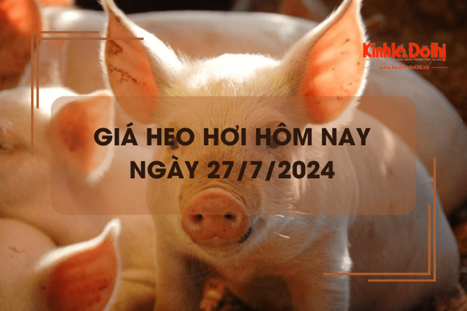 Giá heo hơi hôm nay 27/7/2024: neo cao ở mức 66.000 đồng/kg