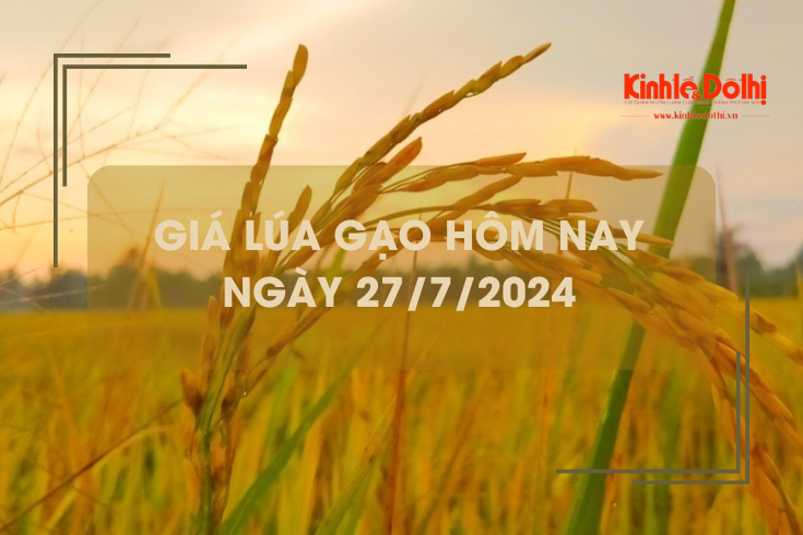 Giá lúa gạo hôm nay 27/7/2024: giá lúa tăng 100 - 300 đồng/kg 