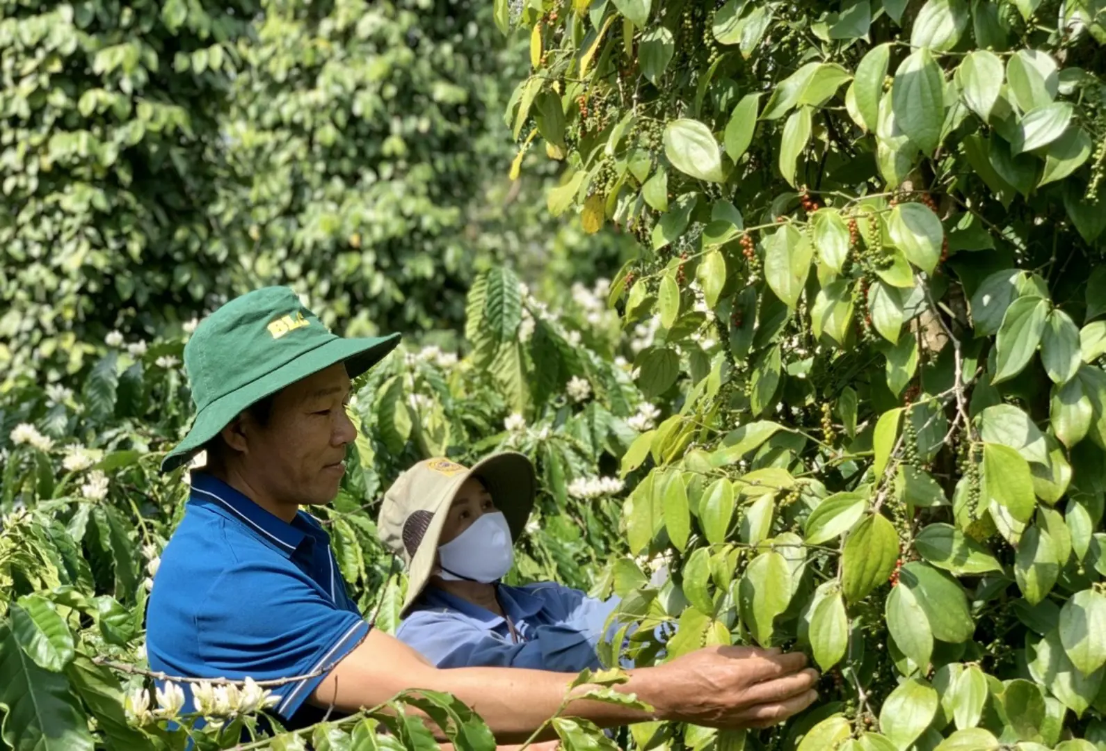 Giá tiêu hôm nay 28/7: tăng 5.000/đồng/kg trong tuần, chờ đợi 2 sự kiện tuần tới