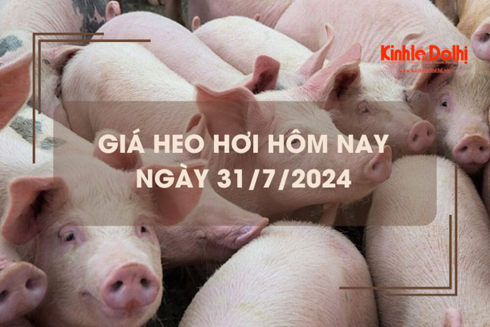 Giá heo hơi hôm nay 31/7/2024: giảm nhẹ ở một vài nơi