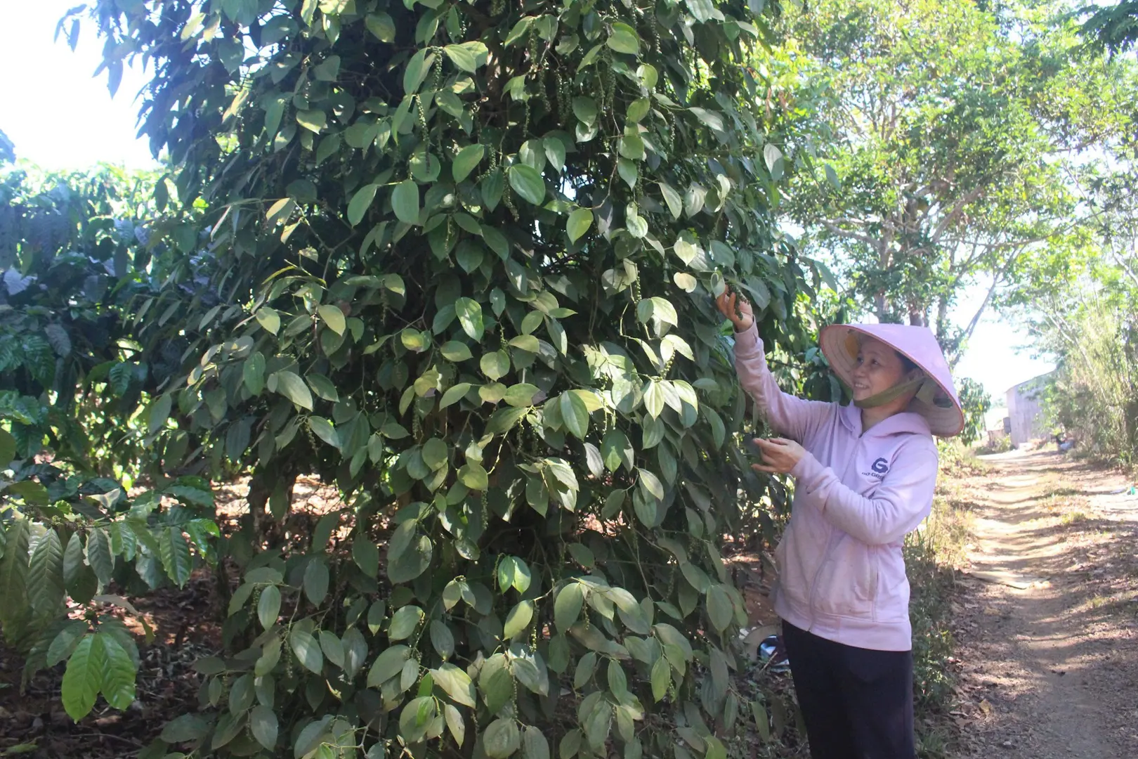 Giá tiêu hôm nay 1/8: Hiệp hội Hồ tiêu nhận định về tình hình vụ mới