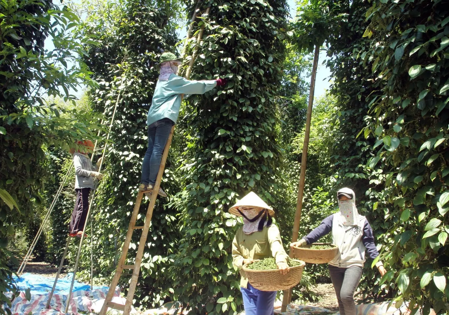 Giá tiêu hôm nay 2/8: 4 nguyên nhân khiến xuất khẩu sang Trung Quốc vẫn thấp