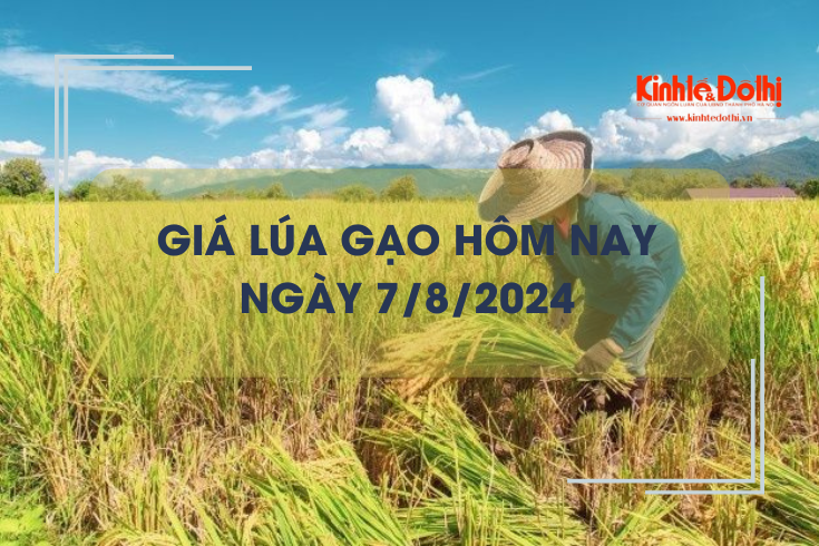 Giá lúa gạo hôm nay 7/8/2024: đồng loạt tăng nhẹ