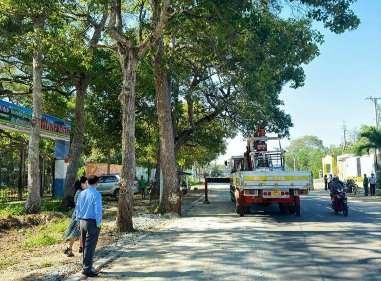 Những cây dầu 100 tuổi ở thị xã La Gi bất ngờ bị đốn hạ