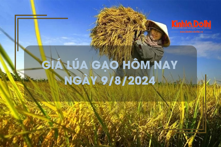 Giá lúa gạo hôm nay 9/8/2024: giá gạo tiếp đà tăng nhẹ