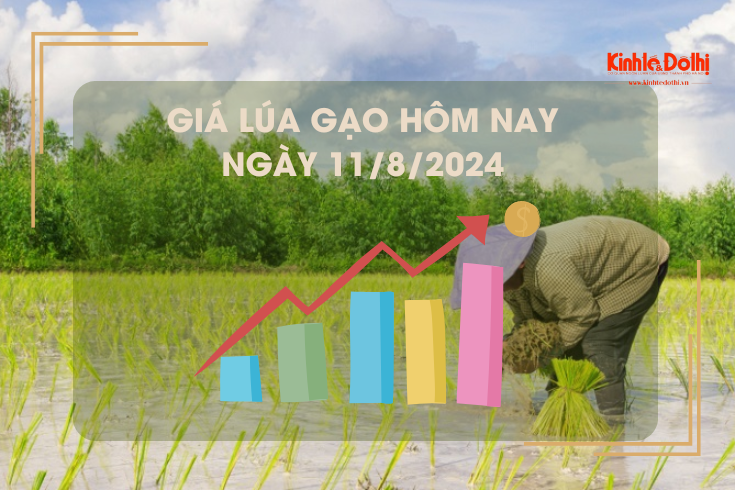 Giá lúa gạo hôm nay 11/8/2024: giá lúa neo ở mức cao 