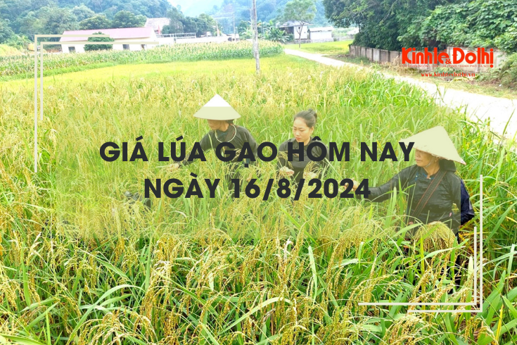 Giá lúa gạo hôm nay 16/8: giá lúa tăng từ 50 - 900 đồng