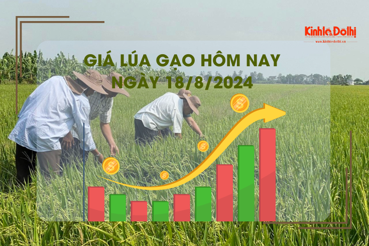 Giá lúa gạo hôm nay 18/8: giá lúa tăng 100 -300 đồng